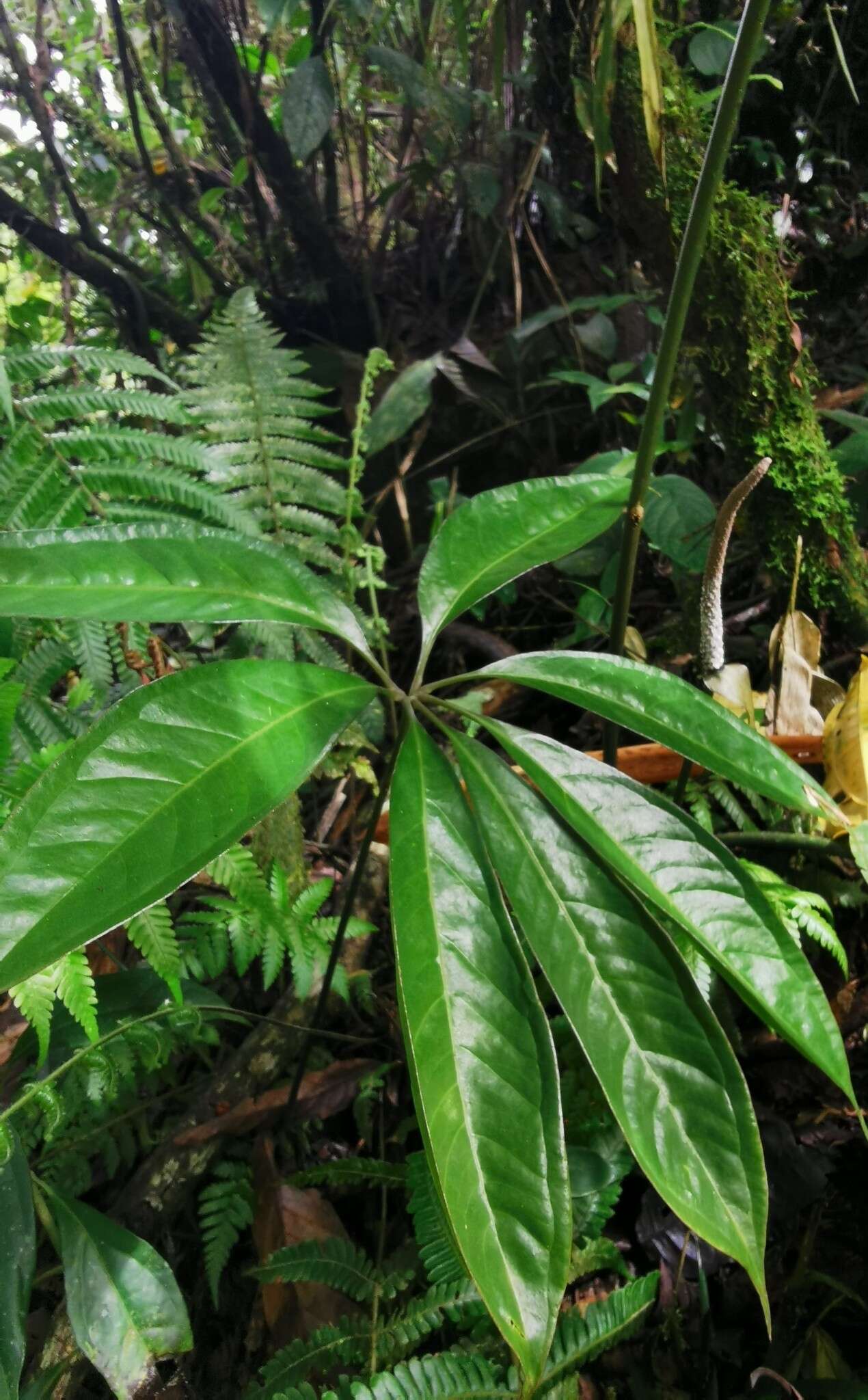 Image of Anthurium croatii Madison