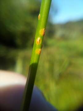 Image de Puccinia austrina McKenzie 2008