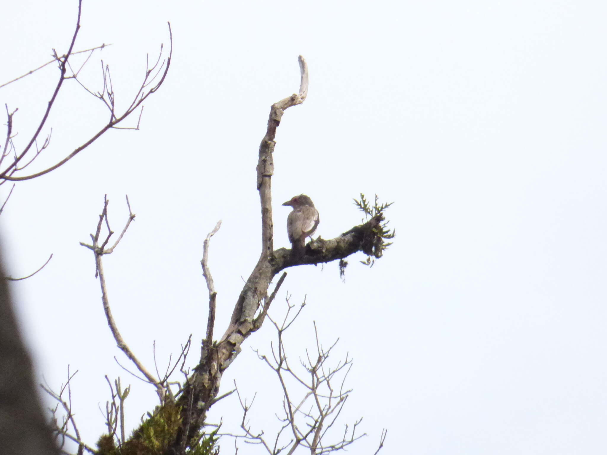 Image of Black-tailed Tityra