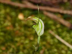 Image of Summer greenhood