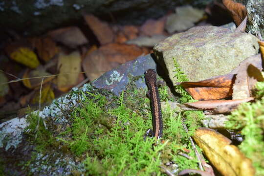 Слика од Plethodon shenandoah Highton & Worthington 1967