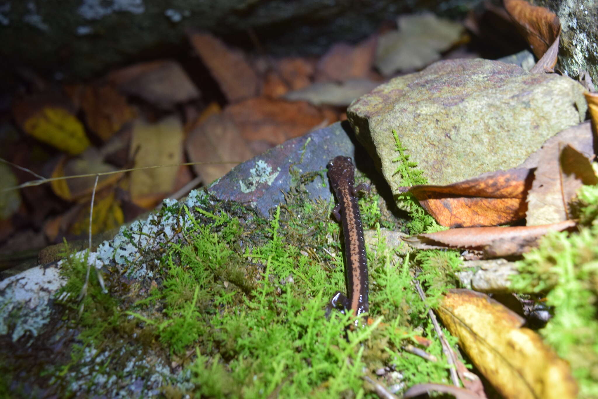 Imagem de Plethodon shenandoah Highton & Worthington 1967