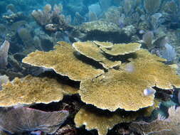 Image of Elkhorn Coral