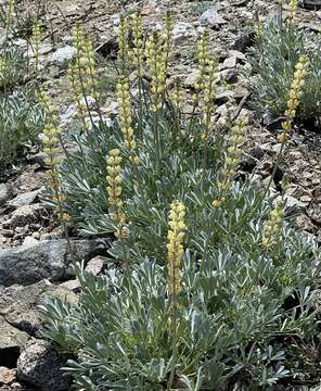 Image of Peirson's Lupine