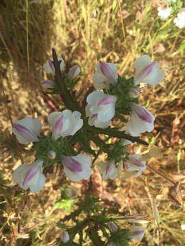 Image of Mediterranean lineseed