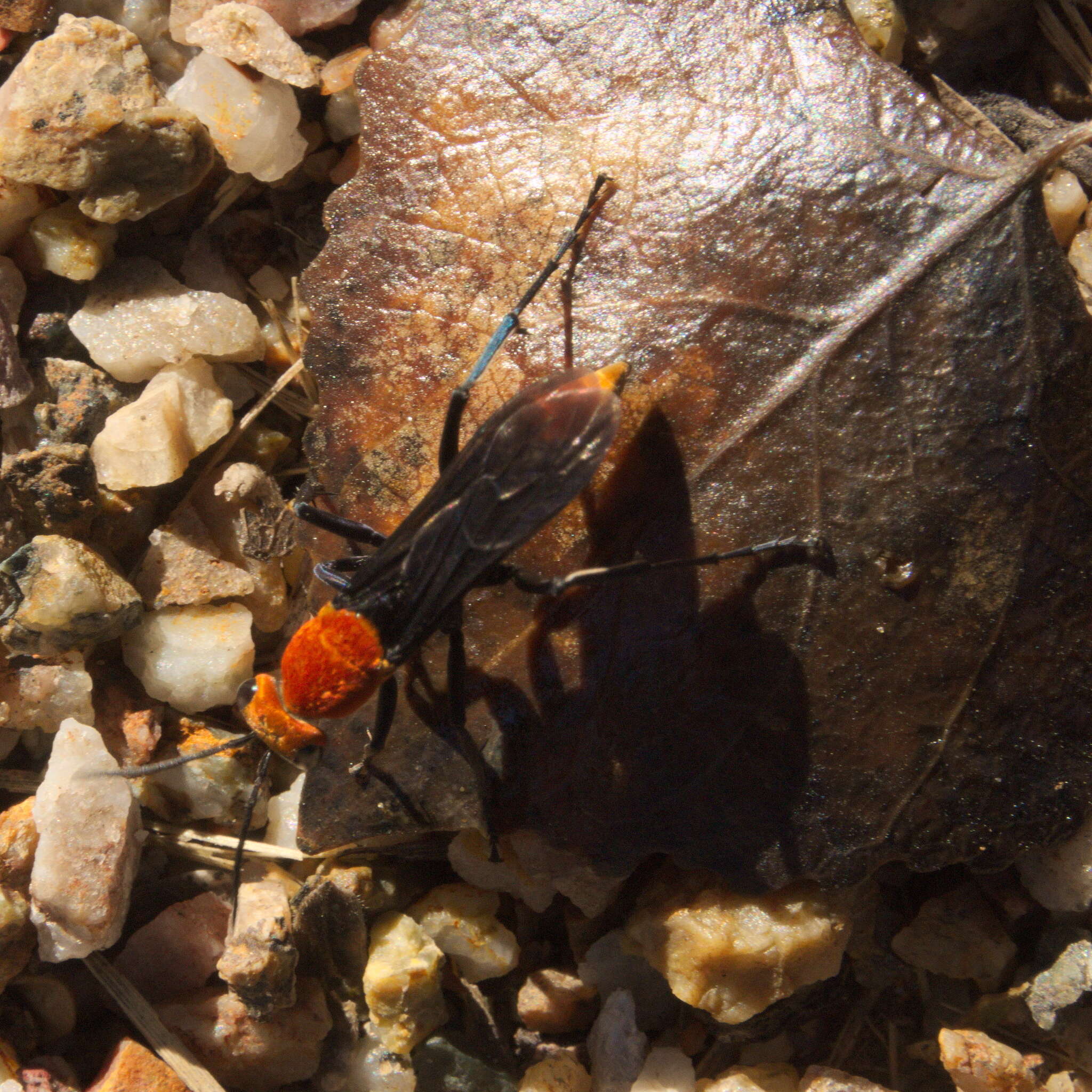 Image of <i>Psorthaspis portiae</i>