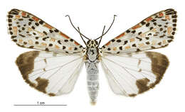 Image of Utetheisa pulchelloides Hampson 1907