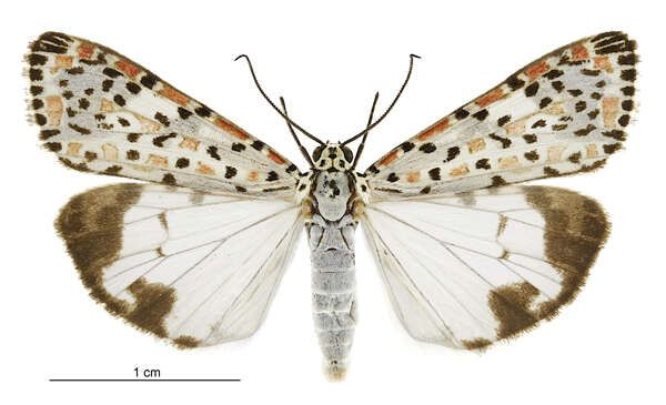 Image of Utetheisa pulchelloides Hampson 1907