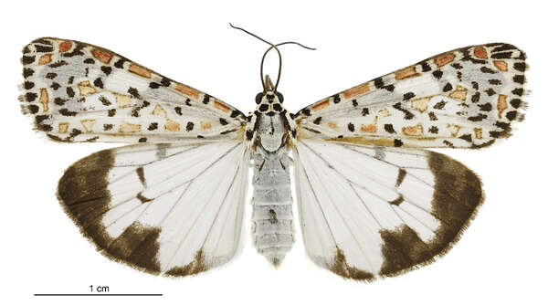 Image of Utetheisa pulchelloides Hampson 1907