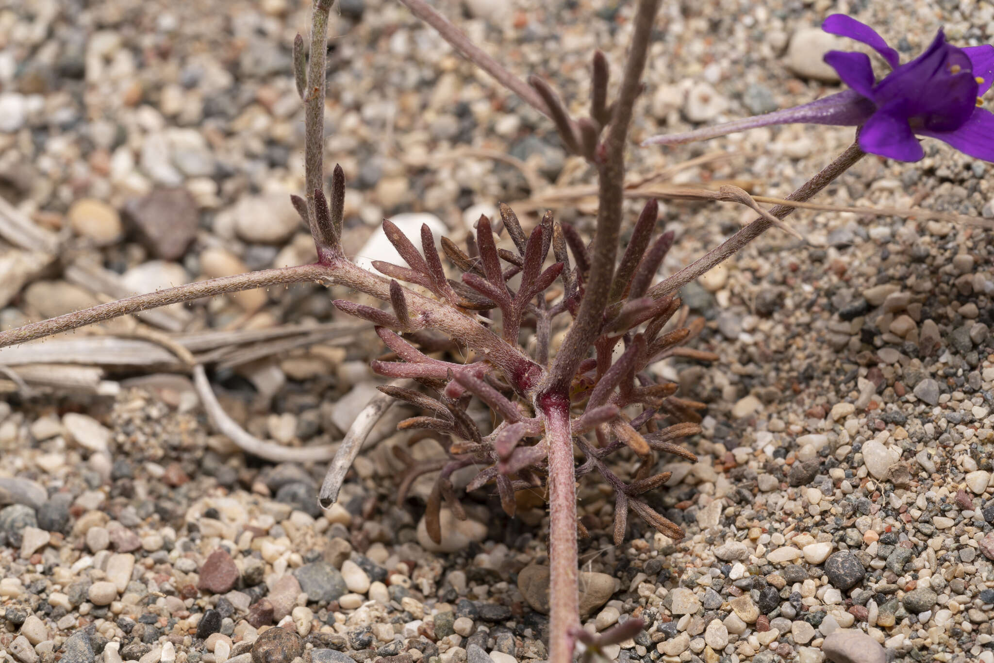 Image of Consolida arenaria A. Carlström