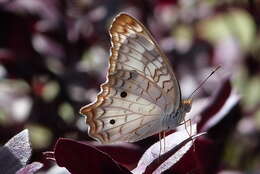 Image of White Peacock