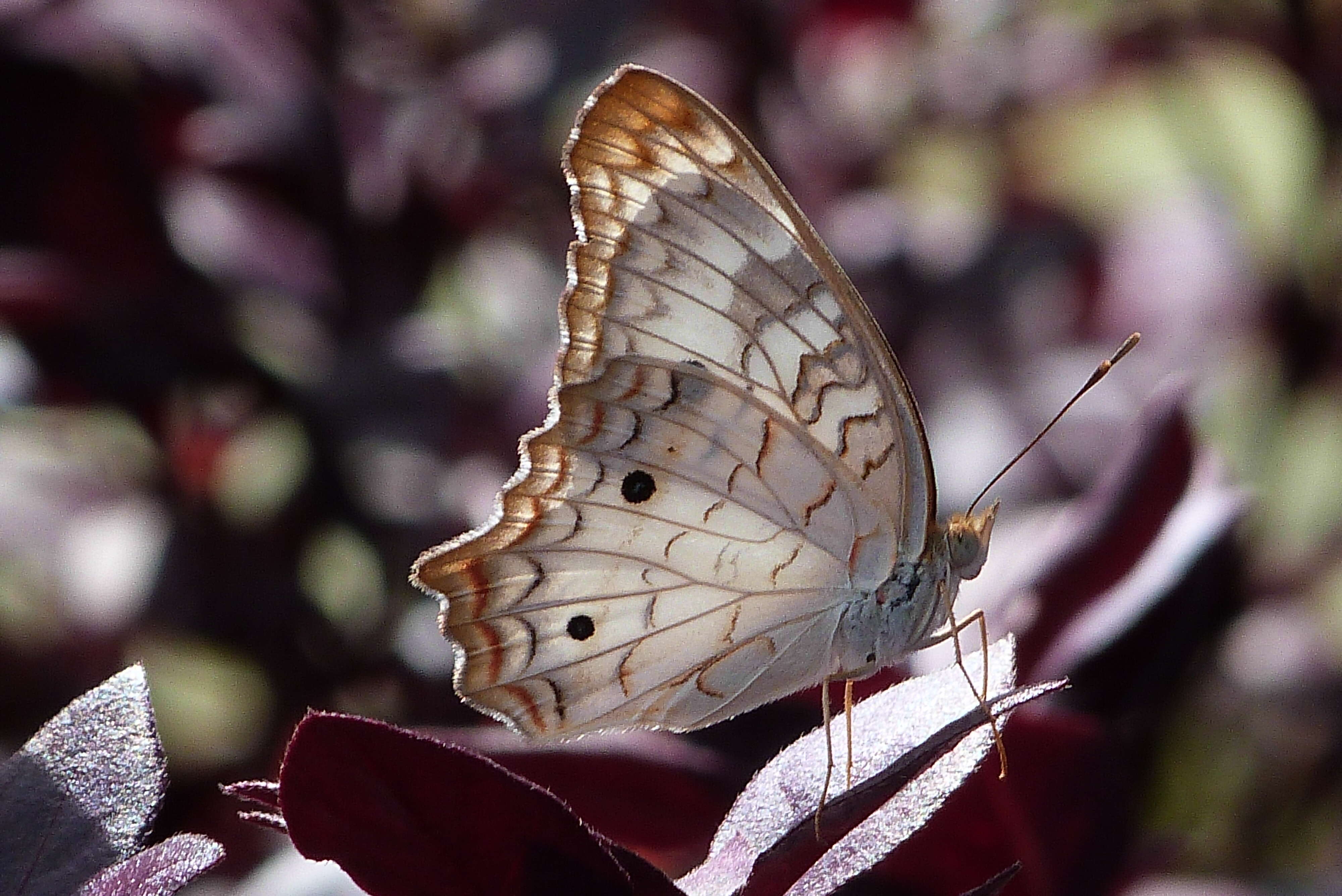 Image of White Peacock