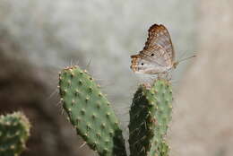 Image of White Peacock