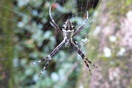 Image of Silver Argiope