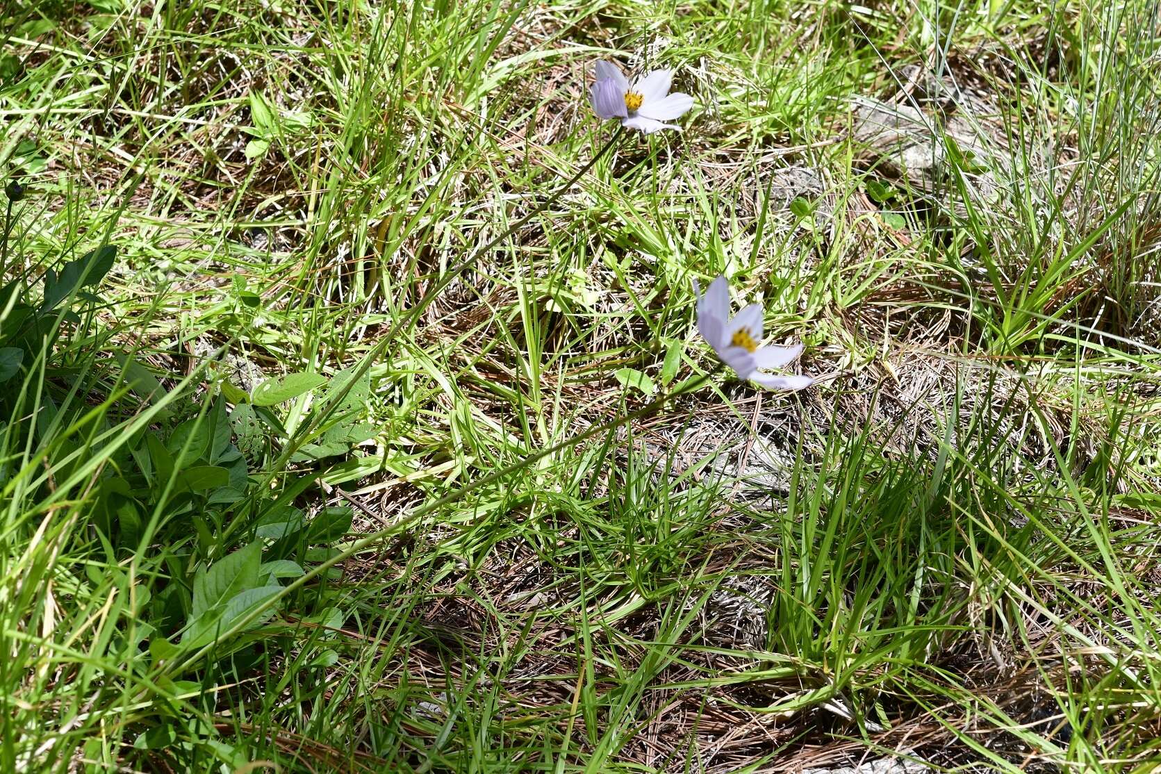 Image of Cosmos diversifolius Otto