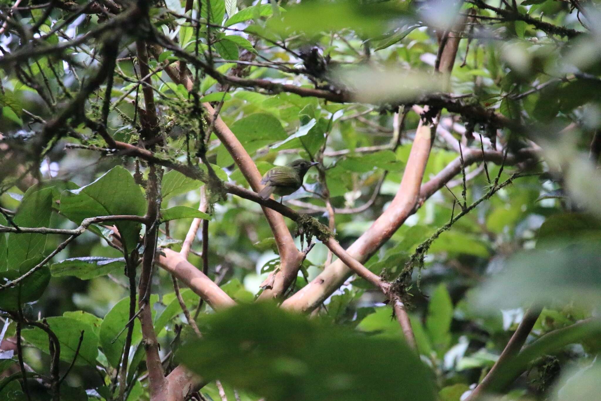 Image of Olive-striped Flycatcher