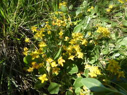 Image of Tetragonia herbacea L.