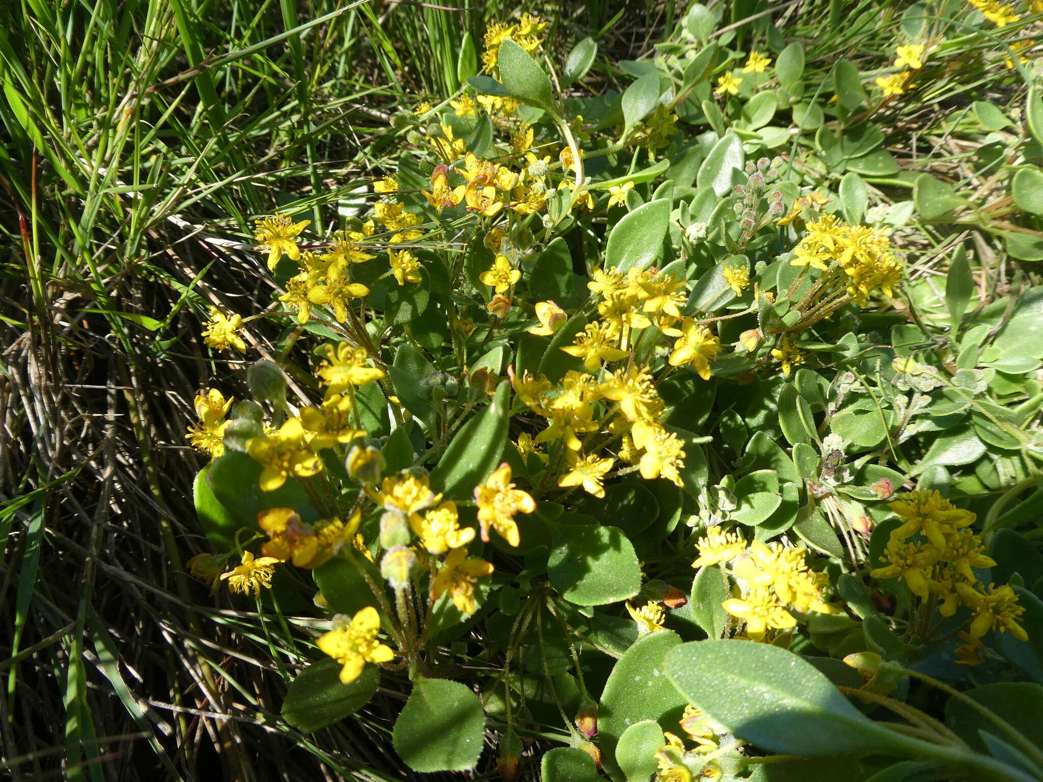 Image of Tetragonia herbacea L.