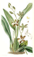 Image of Oncidium maculatum (Lindl.) Lindl.