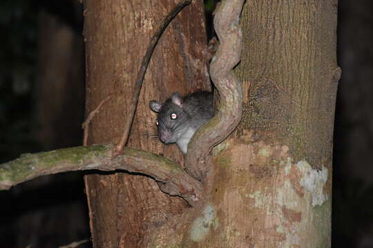 Image of Giant White-tailed Rat