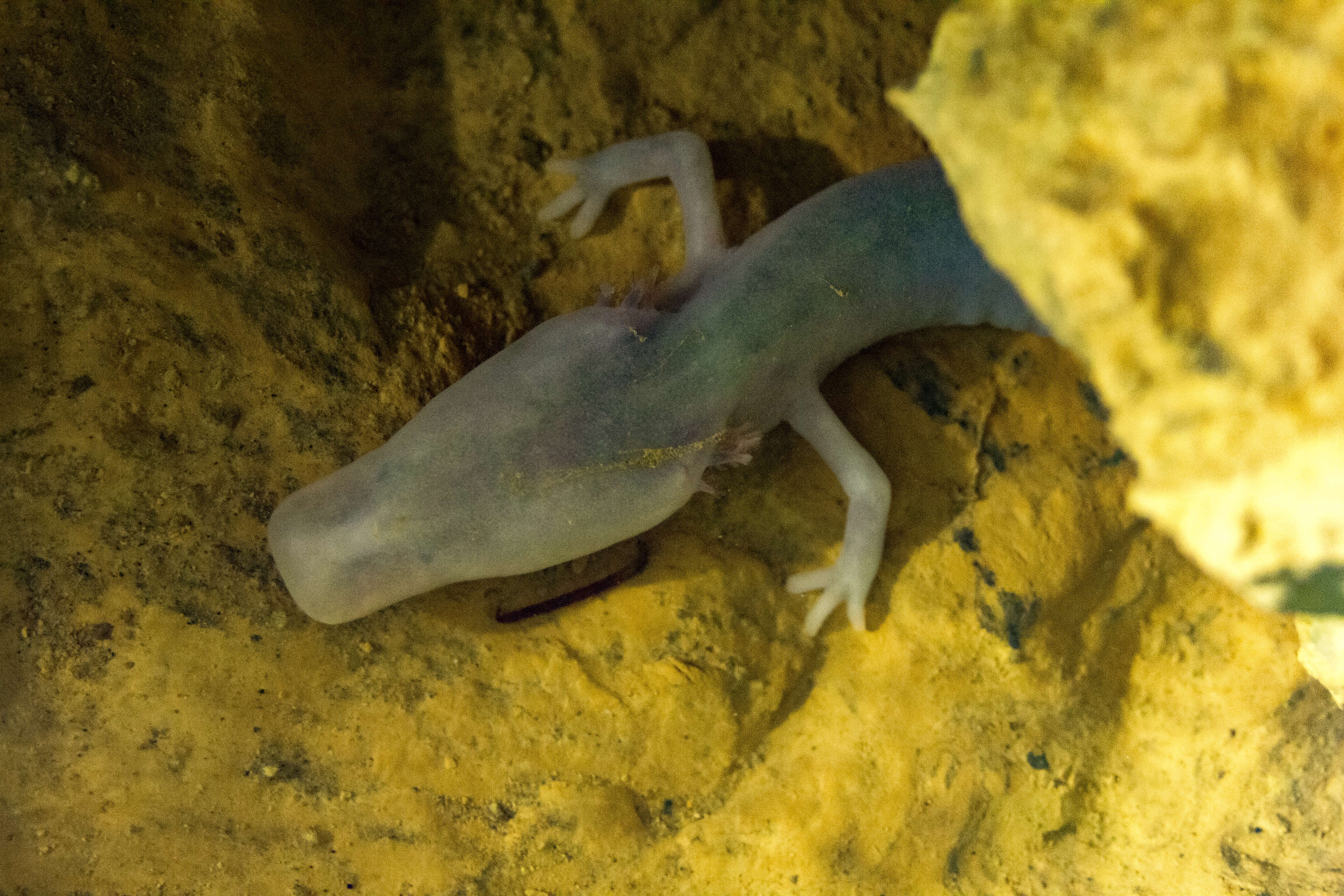 Image of Old World blind cave salamander