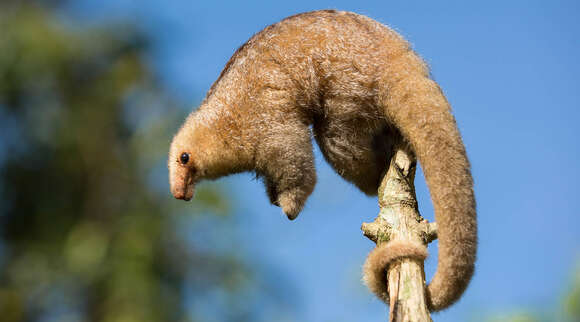 Image of silky anteaters