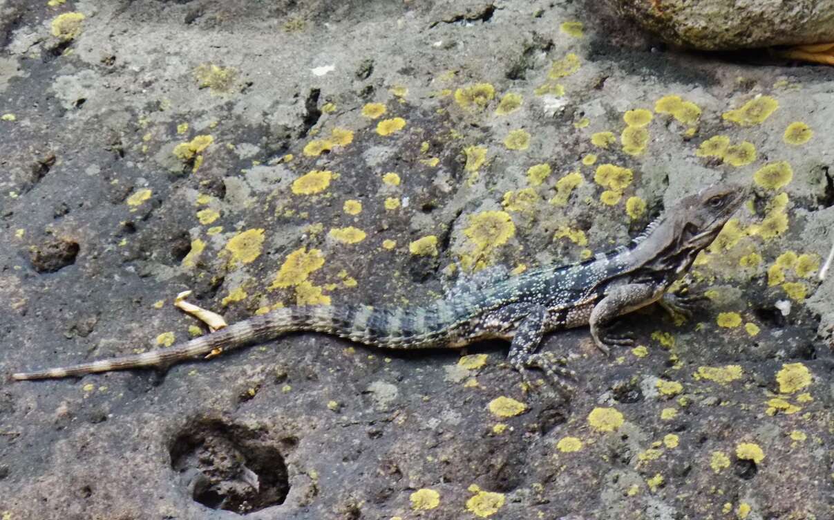 Image of Southern Honduran Spiny-tailed Iguana