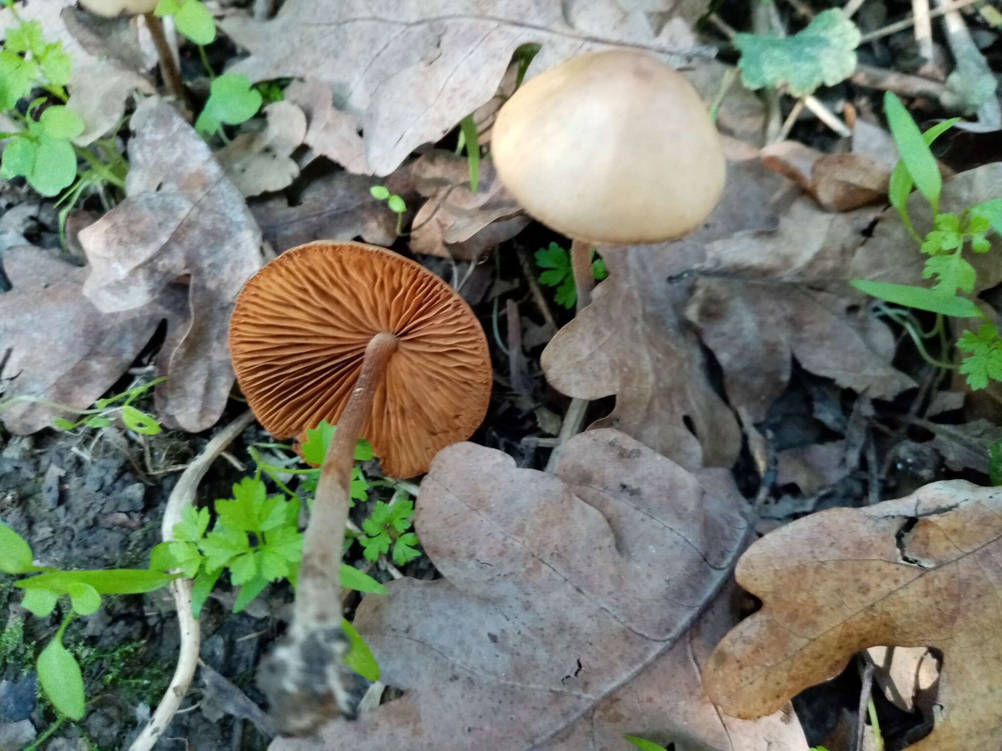 Image of Conocybe tenera (Schaeff.) Fayod 1889