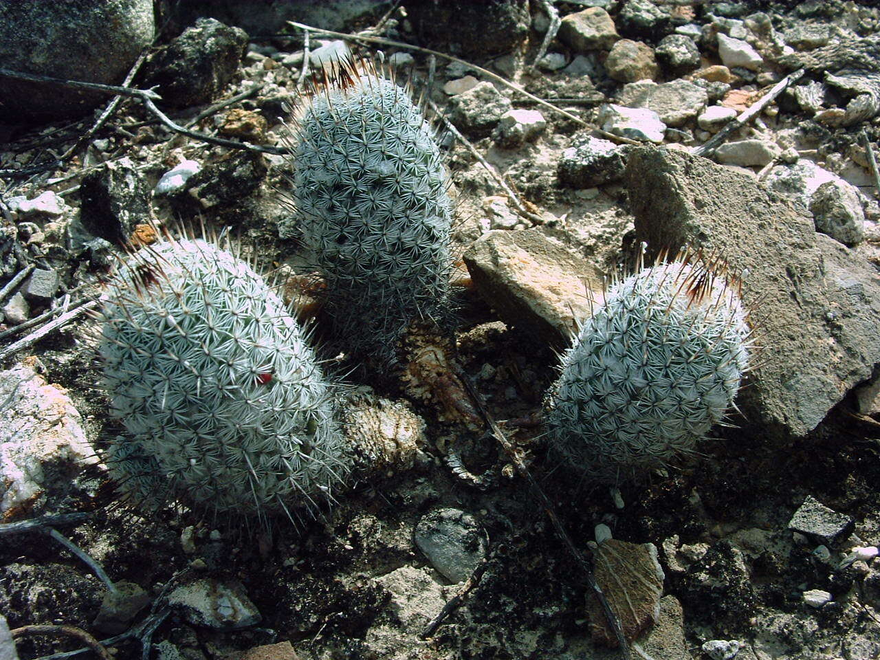 Image of Mammillaria haageana subsp. meissneri