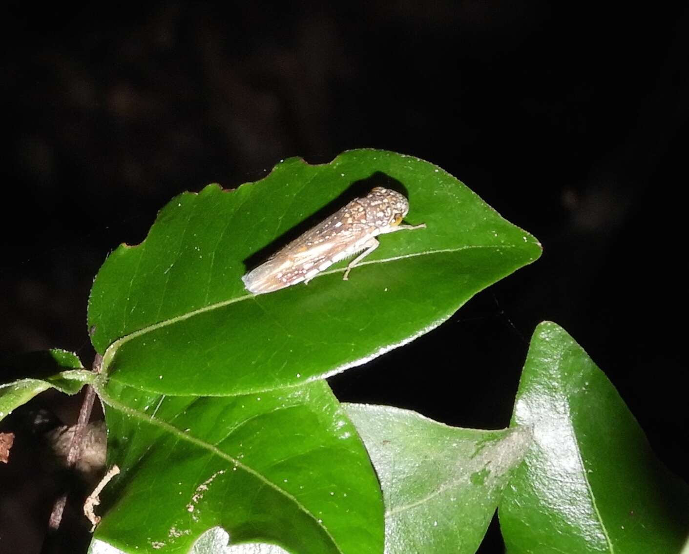 Image of Egidemia fowleri (Distant 1908)