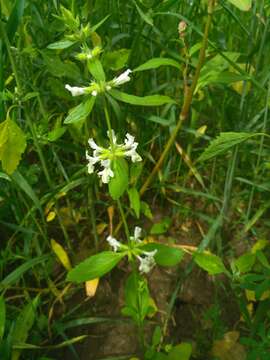 Stachys annua (L.) L.的圖片