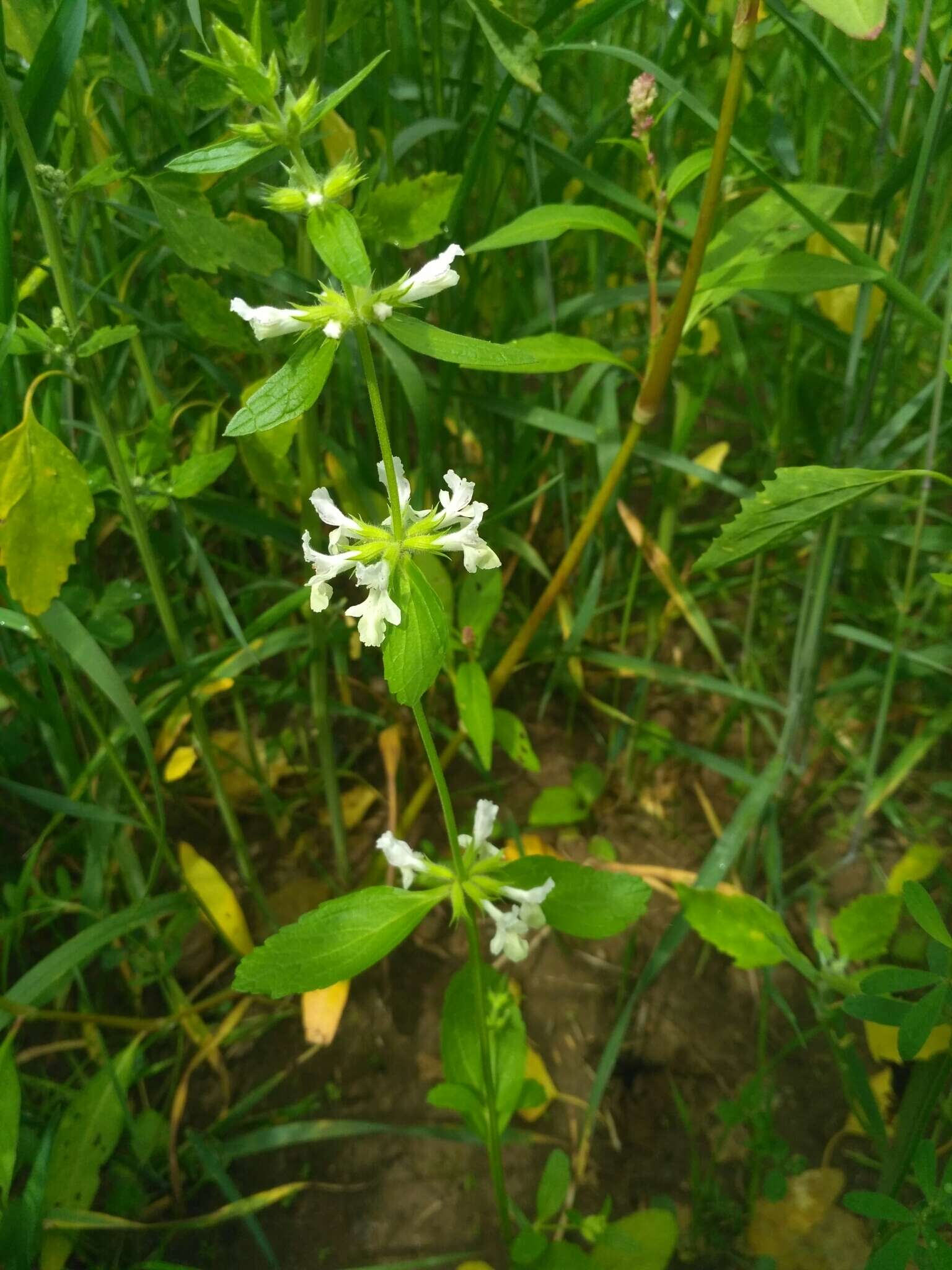 Stachys annua (L.) L.的圖片