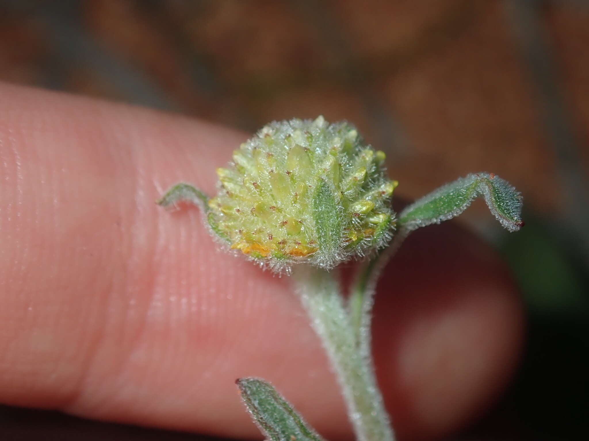 صورة Myriocephalus guerinae F. Müll.