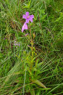 Image de Pleroma gracile (Bonpl.) A. Gray