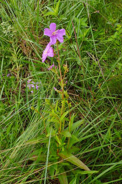 Слика од Pleroma gracile (Bonpl.) A. Gray