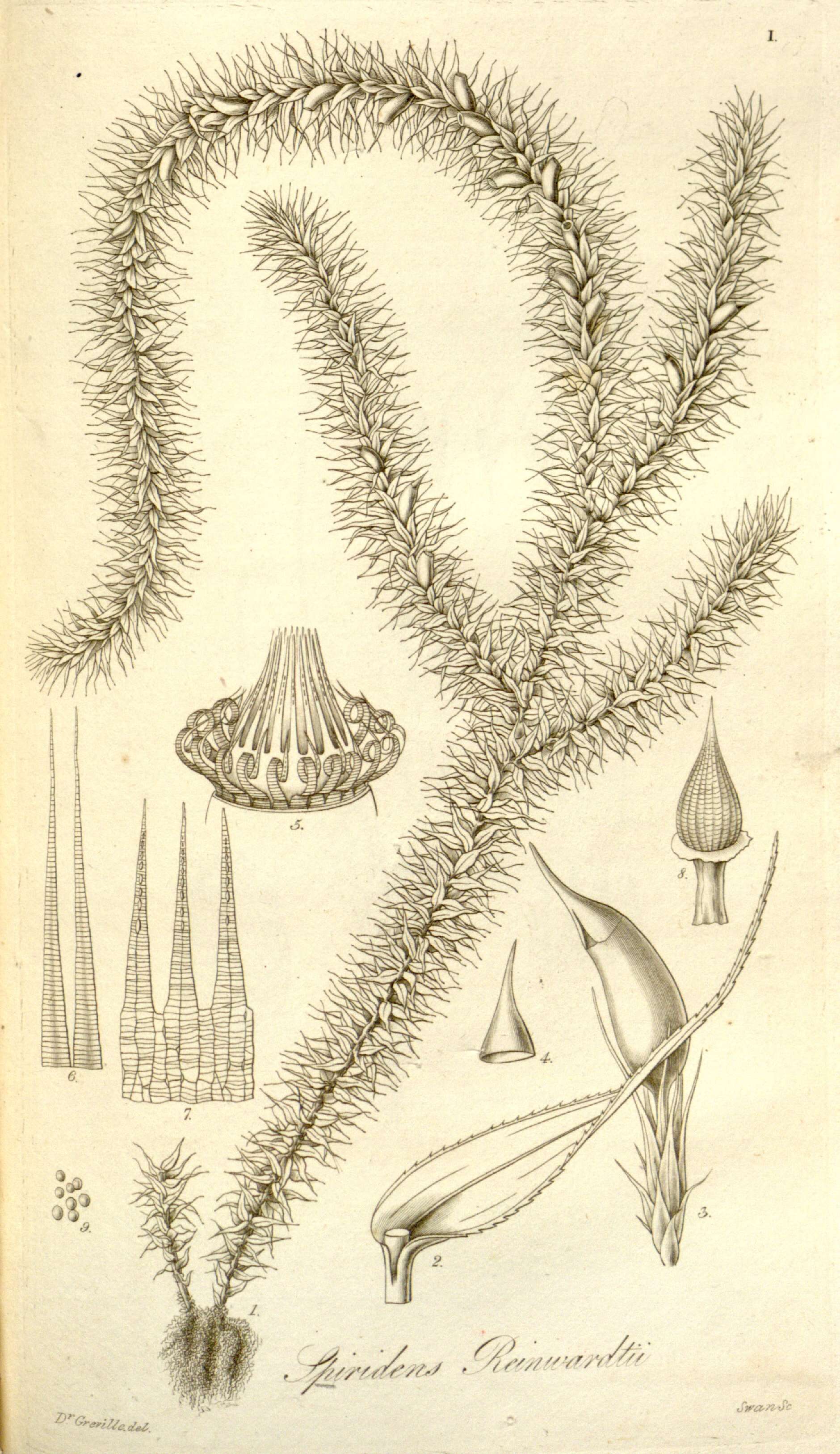 Image of Spiridens reinwardtii Nees 1823