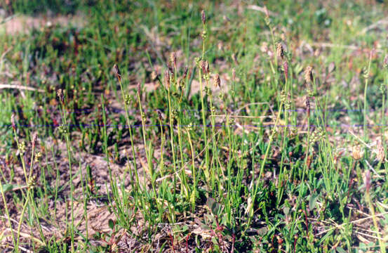 Image of Carex vaginata var. vaginata