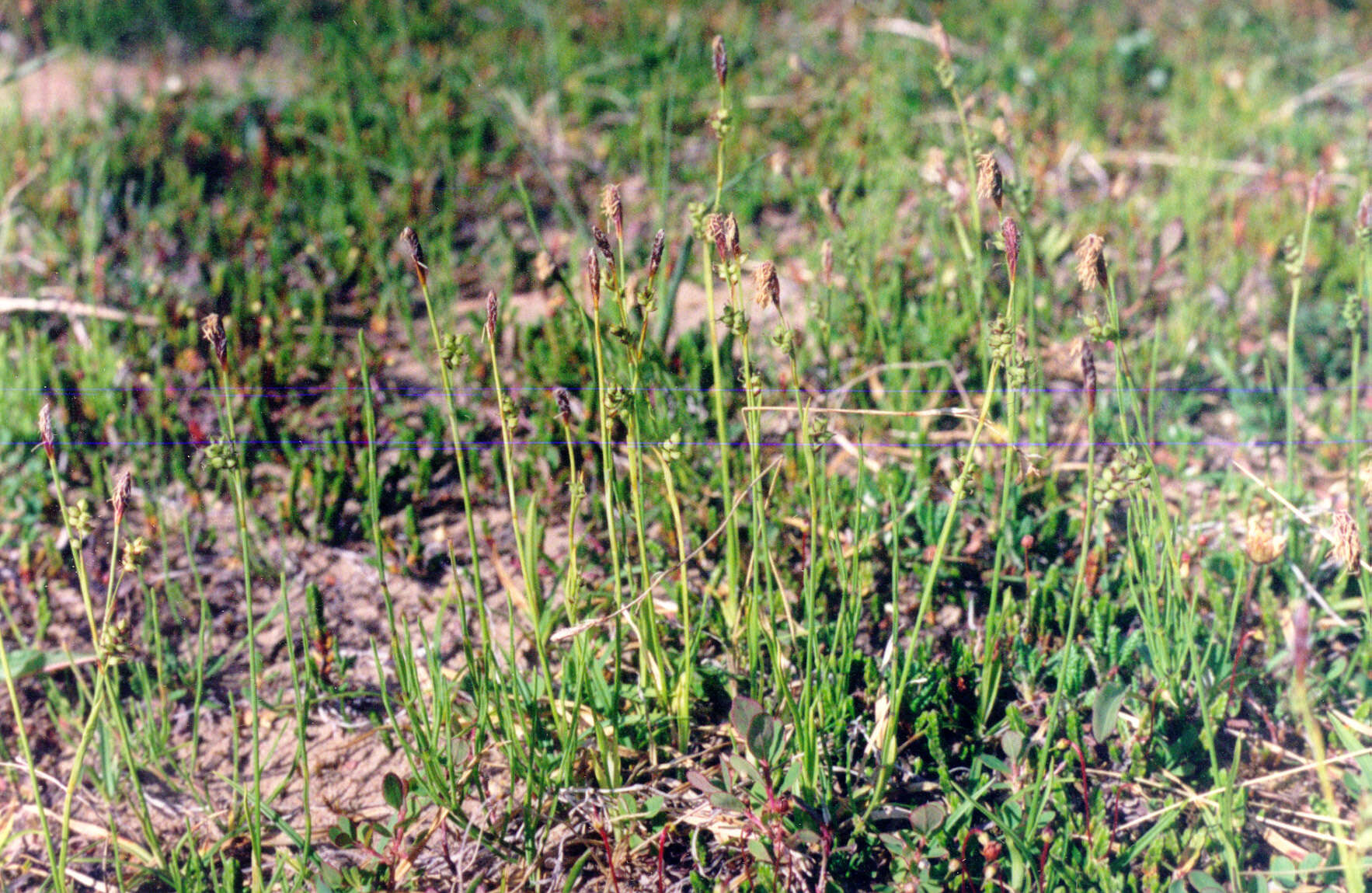 Image of Carex vaginata var. vaginata