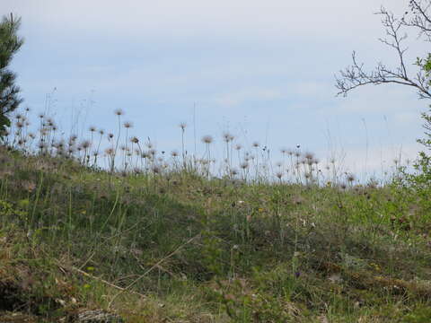 Image of European pasqueflower