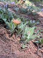 Image of Klamath Mountain catchfly