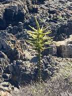 Image of Chilean Puya