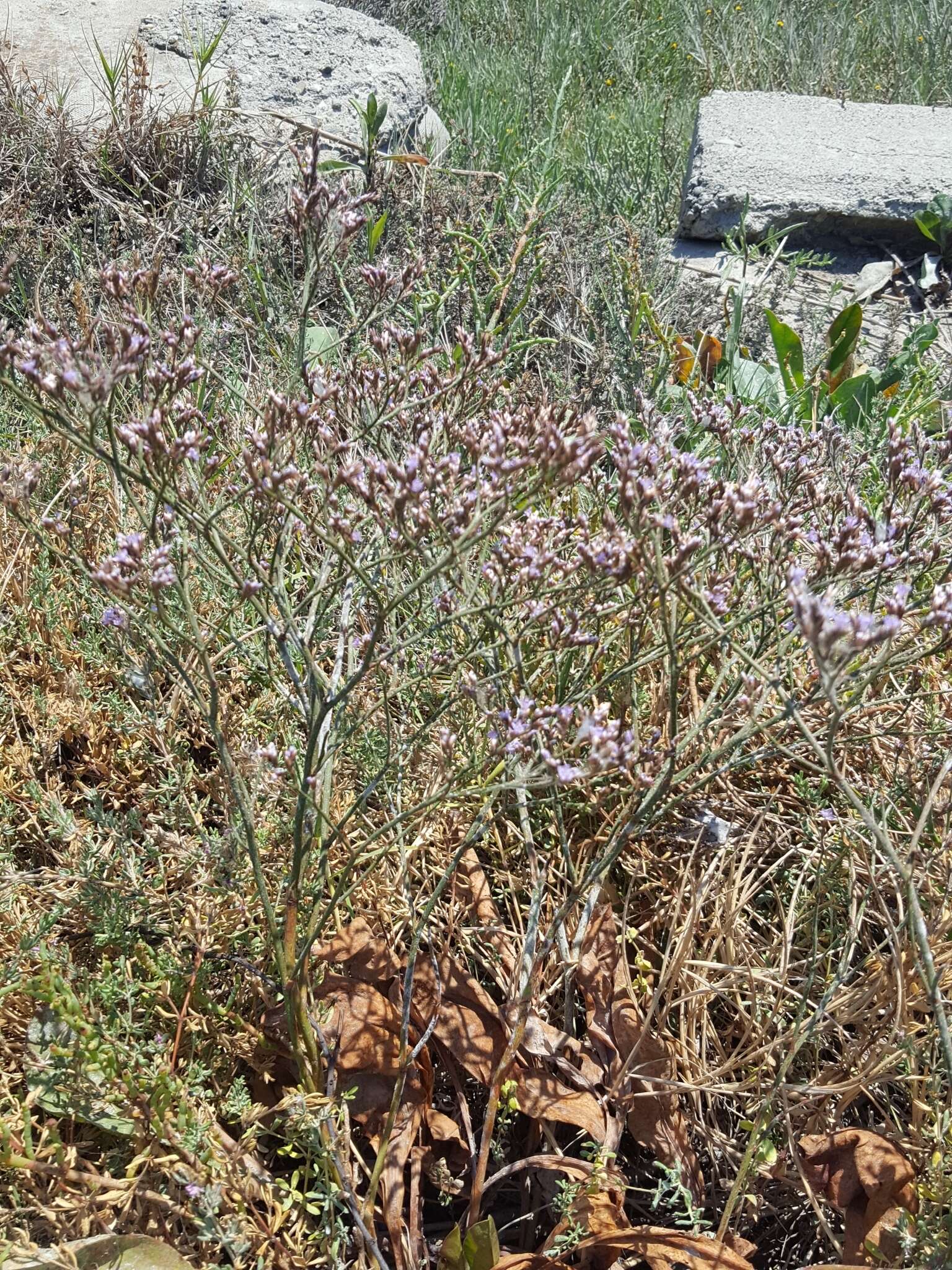 Imagem de Limonium californicum (Boiss.) Heller