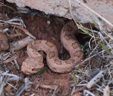 Imagem de Crotalus oreganus concolor Woodbury 1929