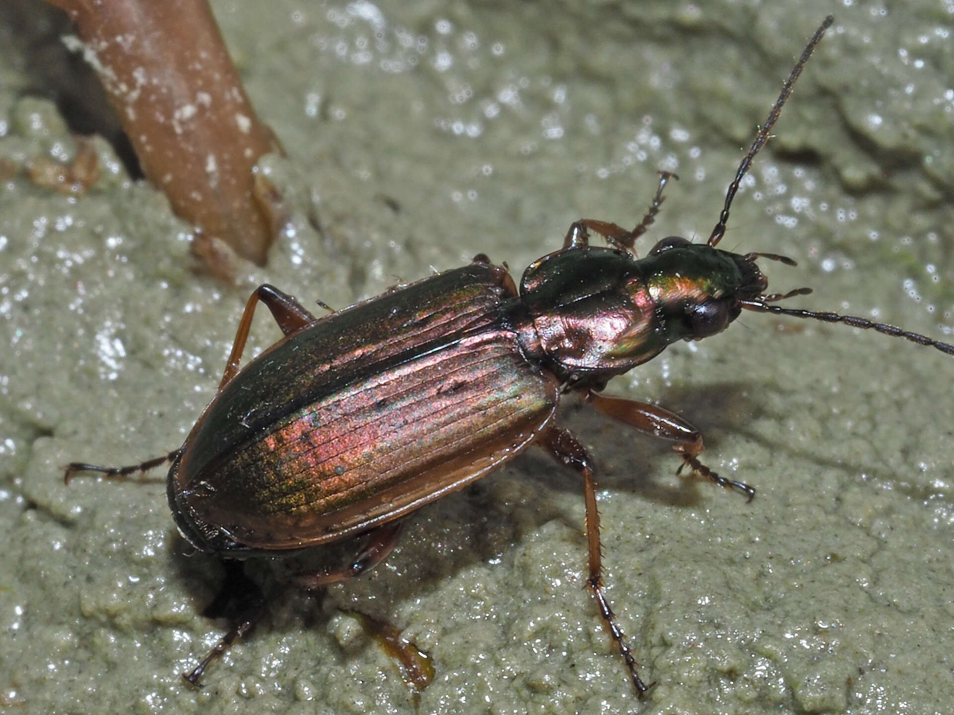 Image of Agonum (Agonum) marginatum (Linnaeus 1758)