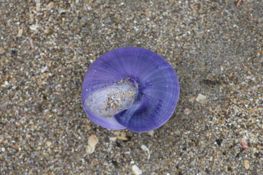 Image of bubble raft shell