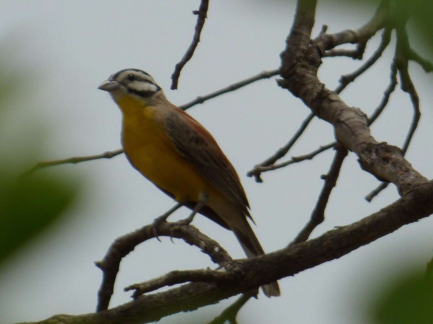 Image of Brown-rumped Bunting