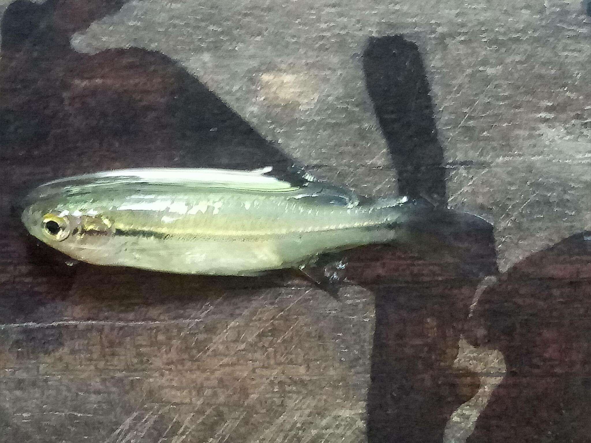Image of Striped Flying Barb