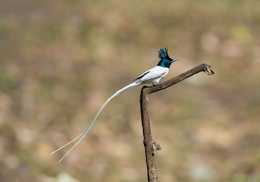 Image of Asian Paradise-Flycatcher