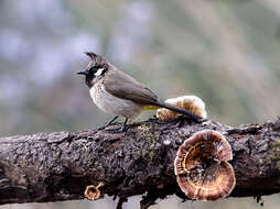 Image of Himalayan Bulbul