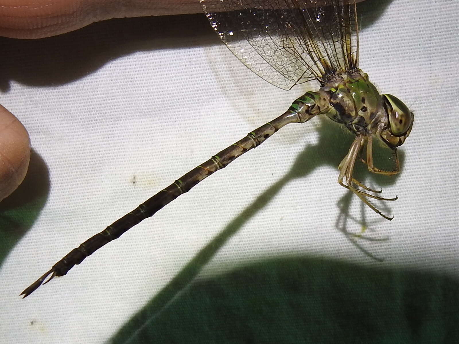 Image of Bar-sided Darner